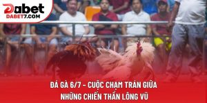 Đá Gà 6/7 – Cuộc Chạm Trán Giữa Những Chiến Thần Lông Vũ