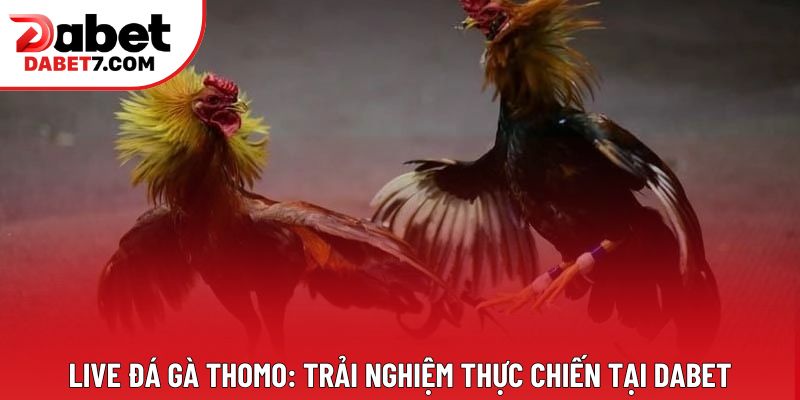 Live Đá Gà Thomo: Trải Nghiệm Thực Chiến Tại DABET