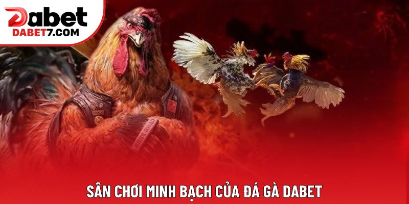 Sân chơi minh bạch của đá gà DABET