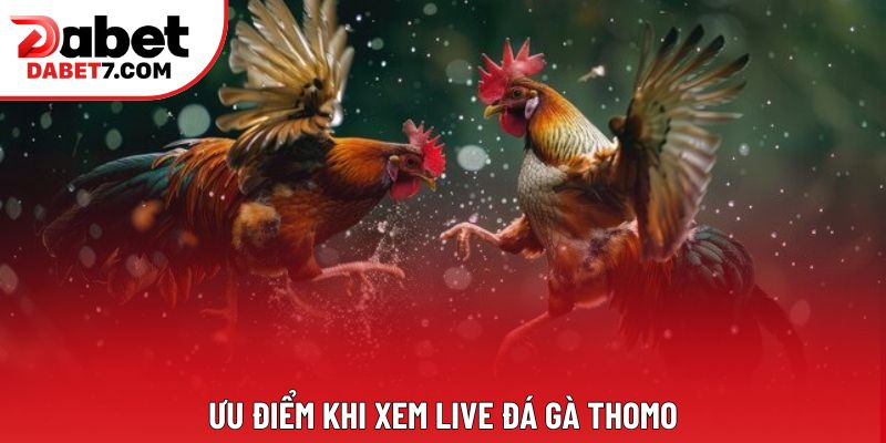 Ưu điểm khi xem live đá gà thomo